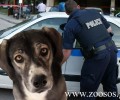 Βέροια: Σκότωσε δύο σκυλιά επειδή τον ενοχλούσε το γαύγισμα τους!